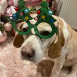 From our Instagram Advent Calendar 2021, follow us @doggybraycare